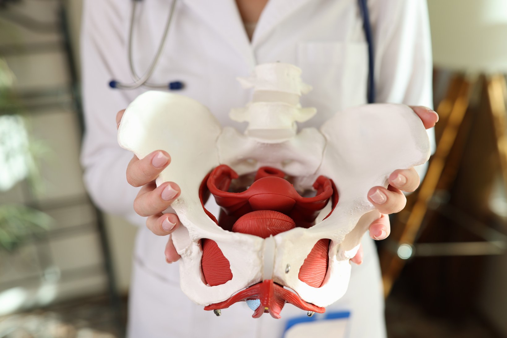 Doctor Gynecologist Holding of Female Pelvis with Muscles Model